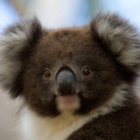 Bimbi Park - Camping Under Koalas Cape Otway Exteriör bild