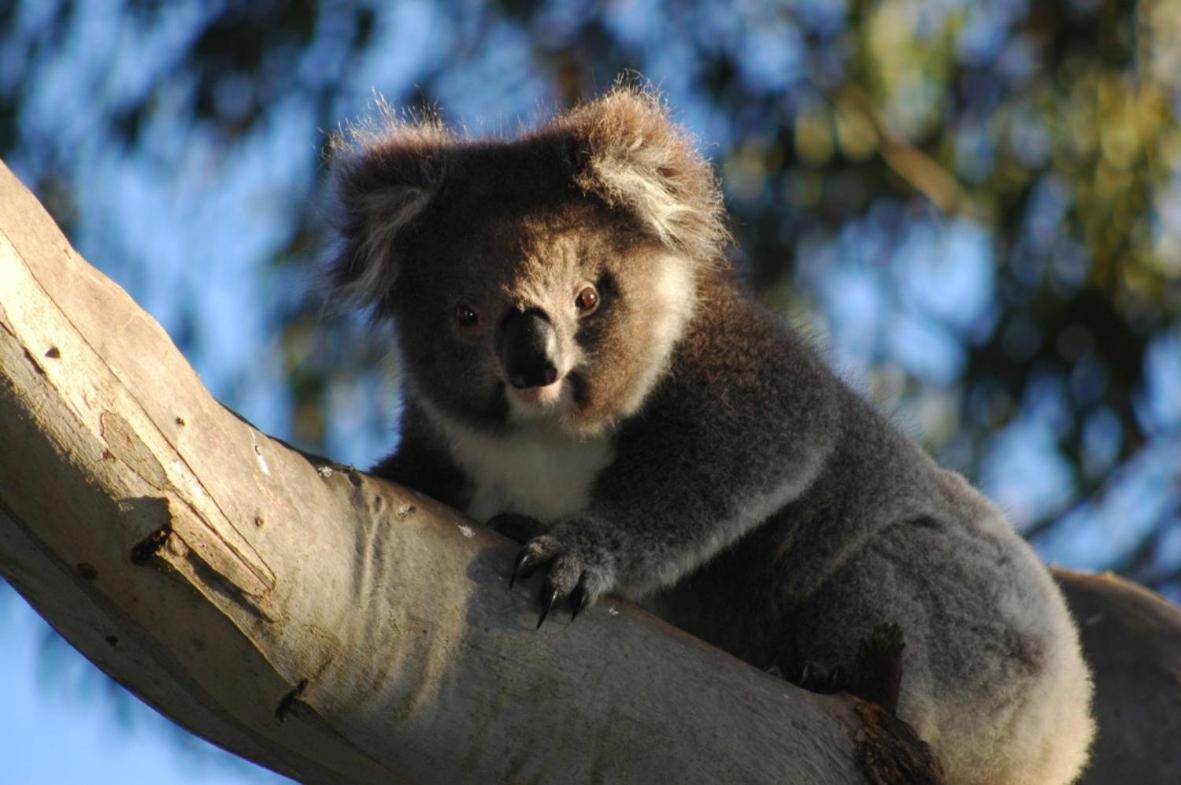 Bimbi Park - Camping Under Koalas Cape Otway Exteriör bild