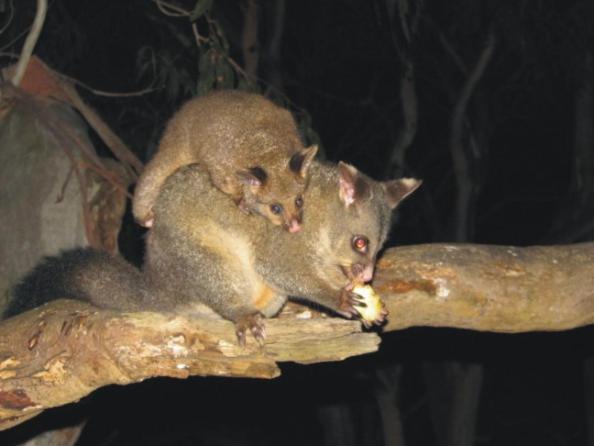 Bimbi Park - Camping Under Koalas Cape Otway Exteriör bild