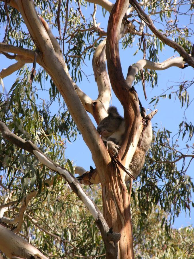 Bimbi Park - Camping Under Koalas Cape Otway Exteriör bild