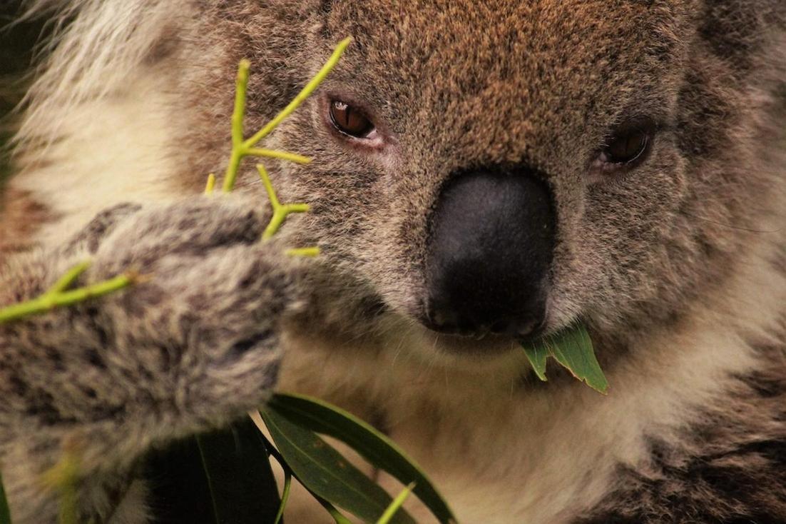 Bimbi Park - Camping Under Koalas Cape Otway Exteriör bild