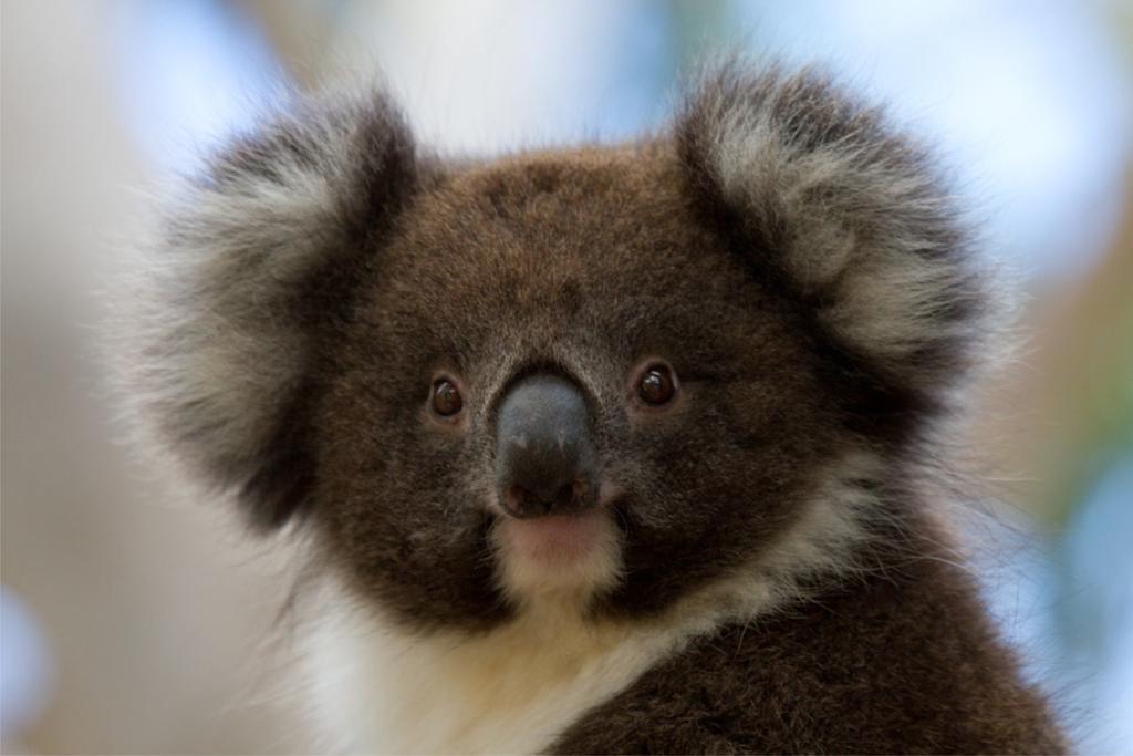 Bimbi Park - Camping Under Koalas Cape Otway Exteriör bild
